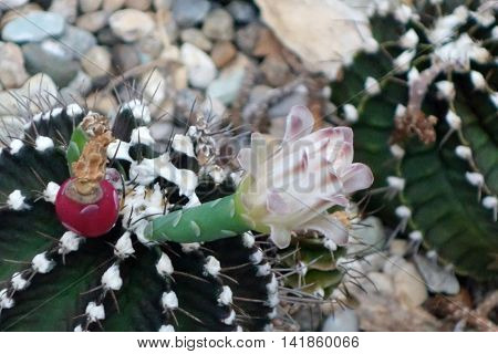 Cactus Planted In A Botanical Garden