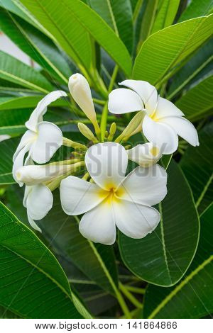 Beautiful Tropical Flowers In Thailand