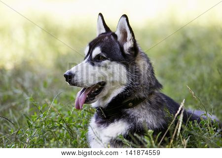 the dog breed Siberian Husky is lying on green grass