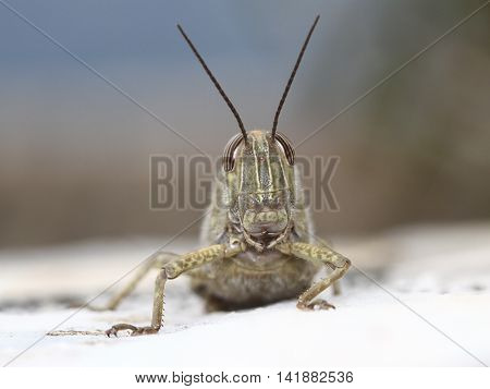 Portrait of Egyptian locust grasshopper pest Anacridium aegyptium