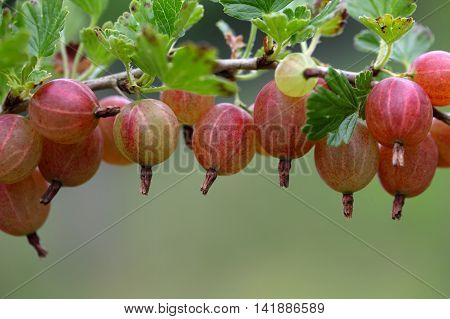 Fruits of a gooseberry (Ribes uva-crispa) on a bush.