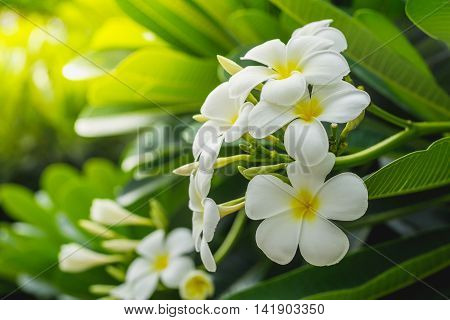 Beautiful white flower with leaves in garden