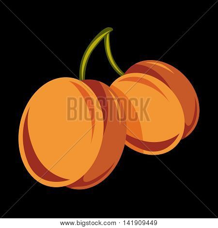 Vegetarian organic food simple illustration two vector ripe sweet orange apricots isolated.