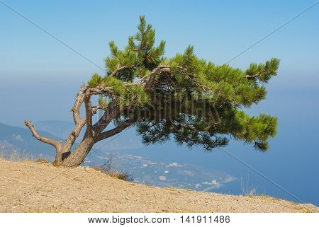 Landscape with lonely pine-tree growing on the edge of precipice in Crimean mountains over Yalta city