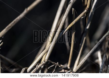hay plant outdoor macro close up (straw)