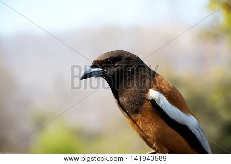 Rufous Treepie also known as the tiger bird.