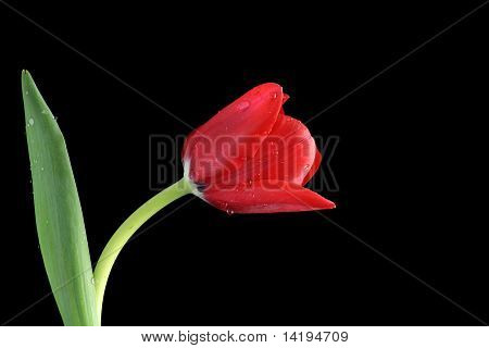 Een rode Tulip