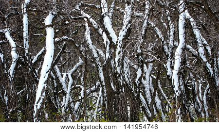Mangled, snow covered,  black western hemlock trees