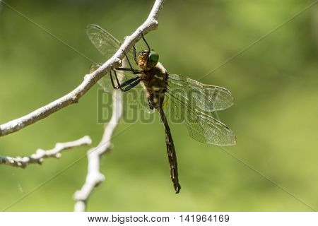 Hine's Emerald Dragonfly hanging from a branch in Door County Wisconsin.