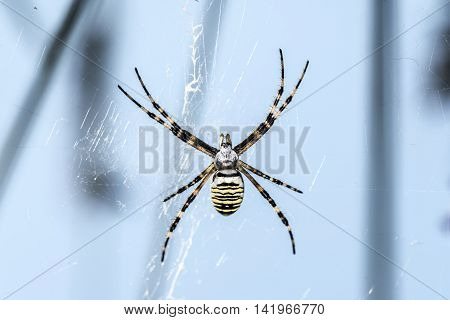 big yellow and black striped spider blue sky background