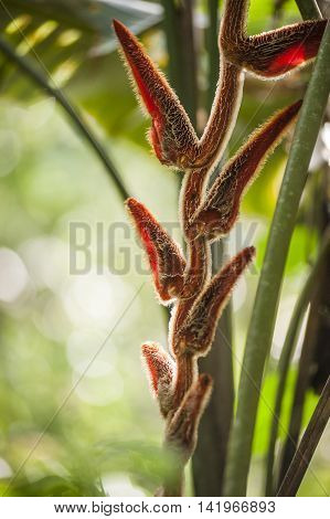 Closeup of Plant from jungle. Ecuadorian Amazon