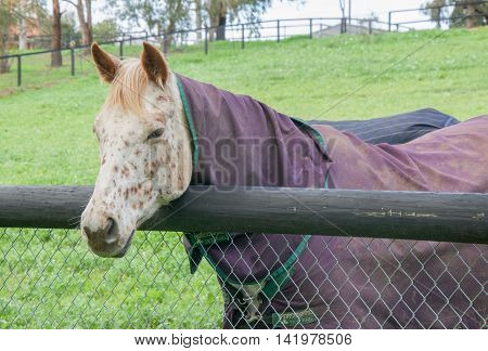 Closeup of cream horse with muzzle markings and strawberry blond mane leaning over fence railing in agricultural farmland in the Swan Valley in Western Australia