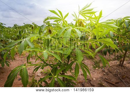 Cassava plants grown in tropical areas of Thailand