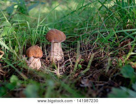 Big and small mushroom boletus in the forest among the grass