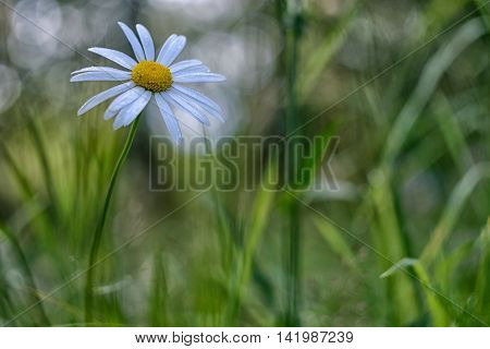 Daisy flower with dew drops closeup on green background