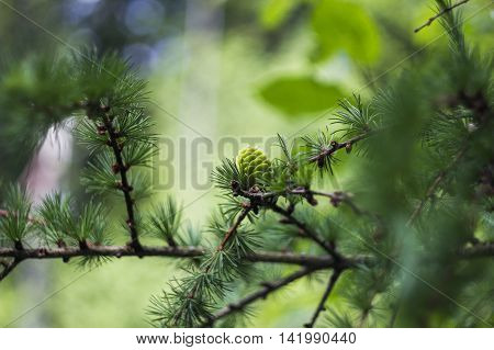 close-up branch of larch with blurry background