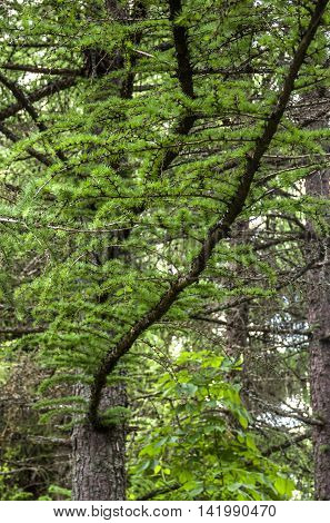 close-up branch of larch with blurry background