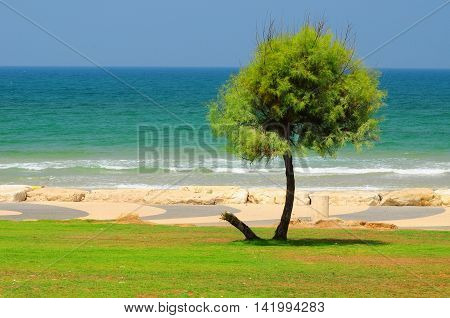 Lonely tree at the coastal park of Tel Aviv. Israel.