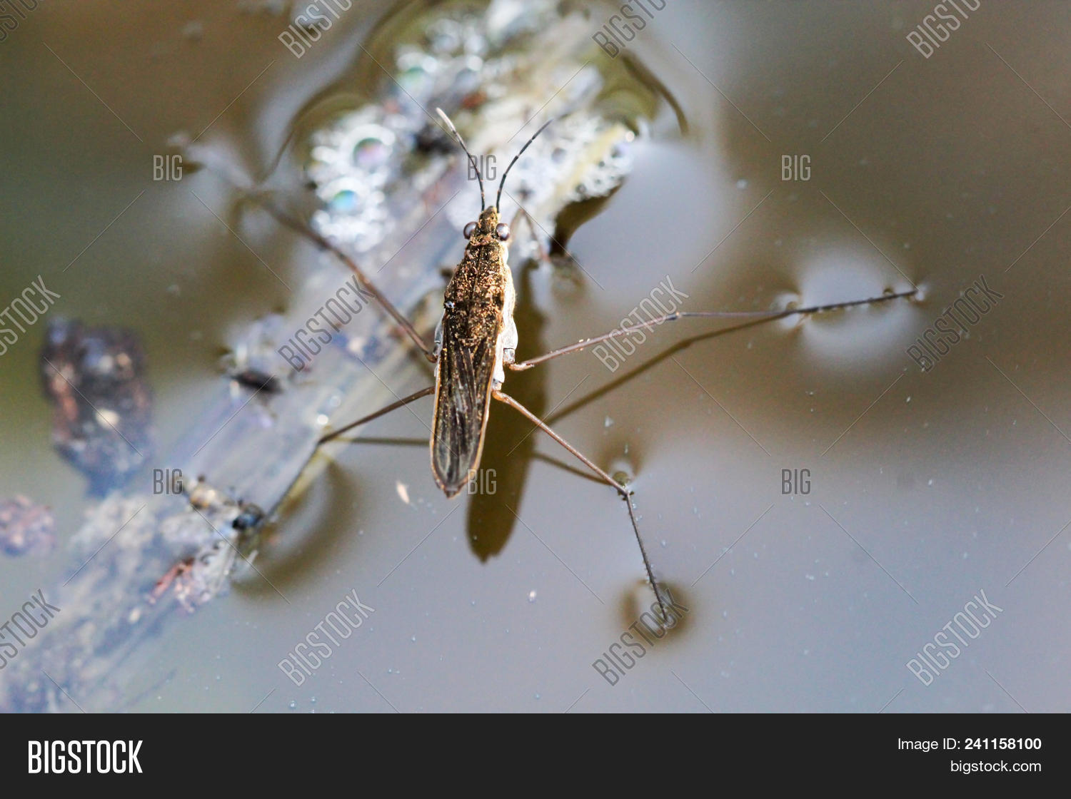 These Water Runners On Image & Photo (Free Trial) Bigstock