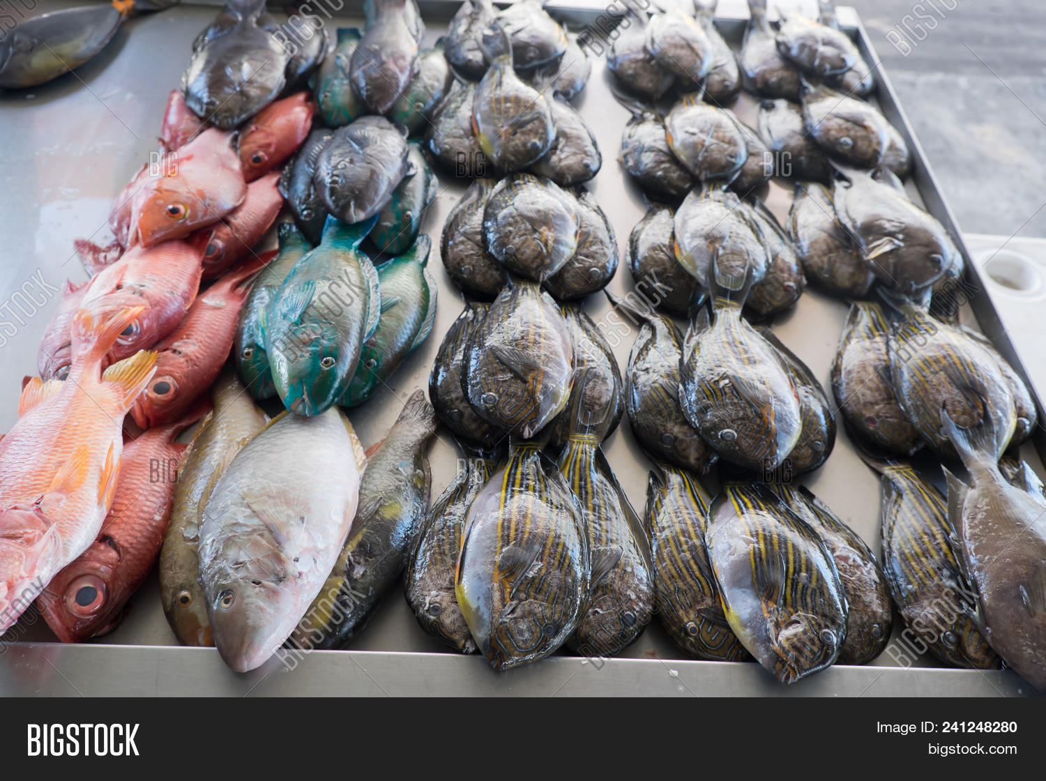 Fresh Fish Sale Apia Image & Photo (Free Trial) Bigstock