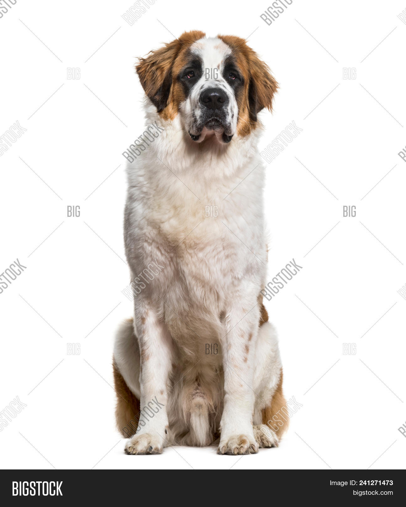 dog sitting camera