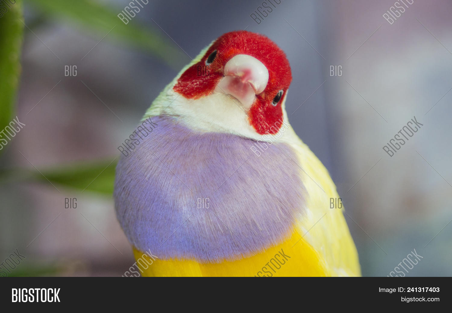 Australian Yellow Gouldian Finch