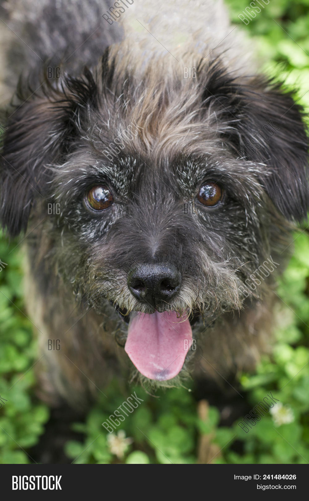 hairy mutts