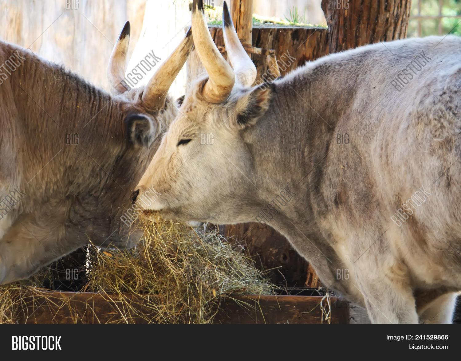Hungarian Steppe Image Photo Free Trial Bigstock