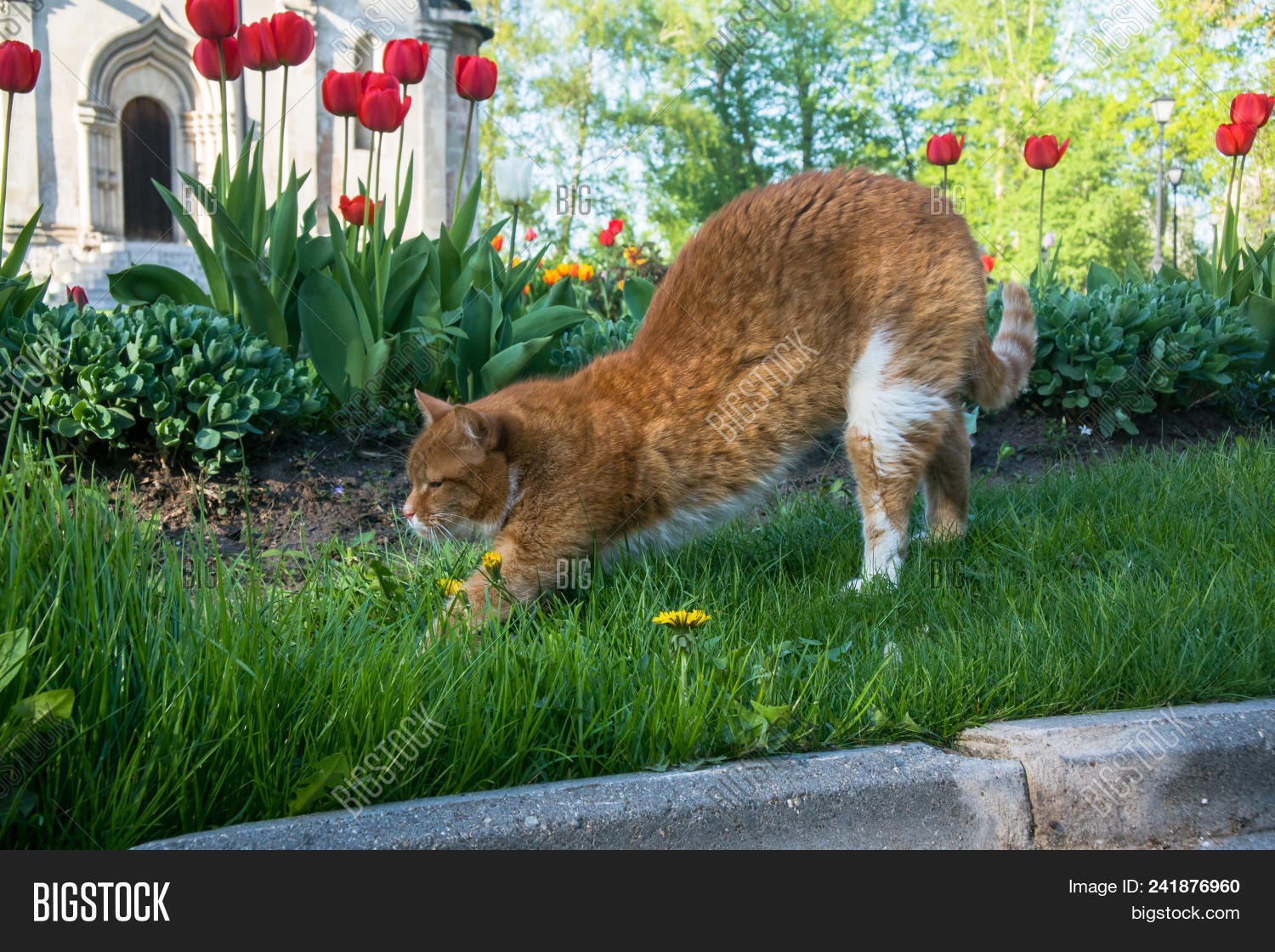 Lazy Red Cat Relaxing Image Photo Free Trial Stock A Lazy Red Cat Relaxing In Flower Bed Between Bright Blooming Tulips
