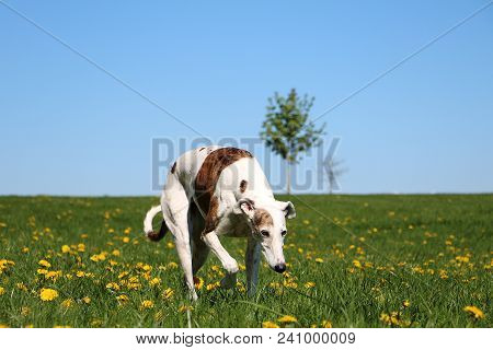 Beautiful Galgo Is Walking On A Field With Dandelions