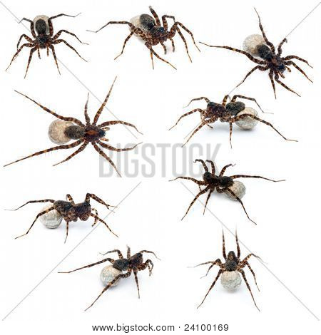 Collage di lugubris laetitiatassinari femminile portando il suo sac dell'uovo davanti a sfondo bianco