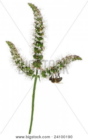 ผึ้งงานหญิง Anthophora plumipes ในโรงงานด้านหน้าพื้นหลังสีขาว