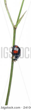 Azjatycki dama beetle, czy japoński biedronka lub biedronka arlekin, Harmonia axyridis, na elektrowni w fro
