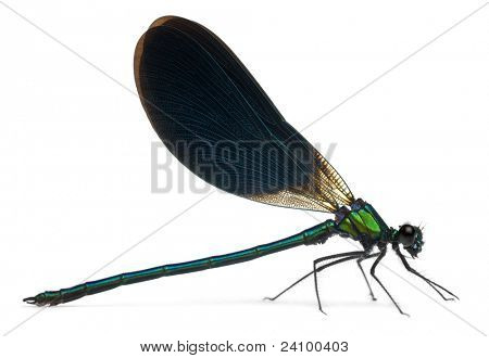 Maschio Banded Demoiselle, Calopteryx splendens, davanti a sfondo bianco