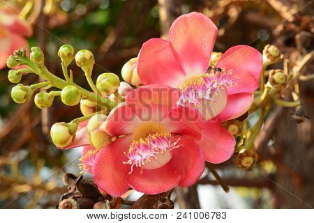 Cannonball Tree, Note  Select Focus With Shallow Depth Of Field