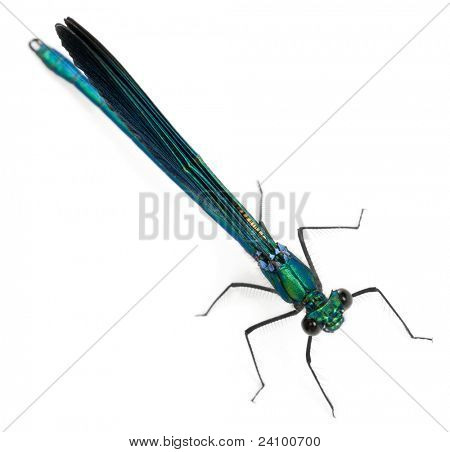Maschio Banded Demoiselle, Calopteryx splendens, davanti a sfondo bianco