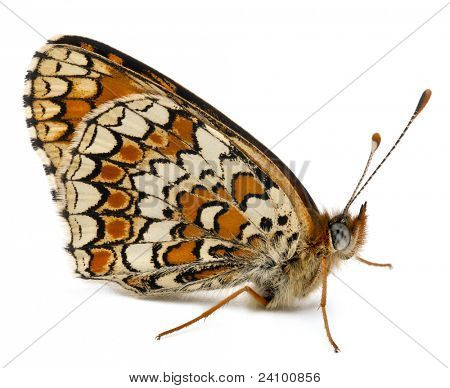 Chaber malinowiec, phoebe Melitaea, przed białym tle