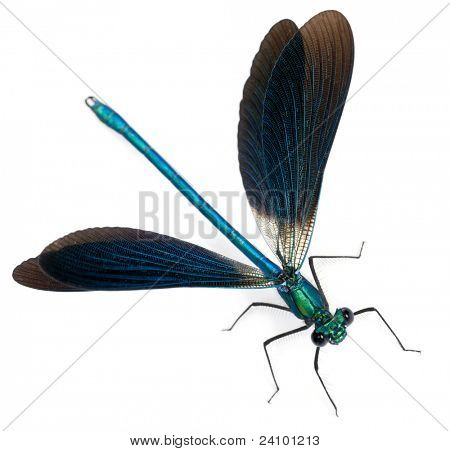 Maschio Banded Demoiselle, Calopteryx splendens, davanti a sfondo bianco