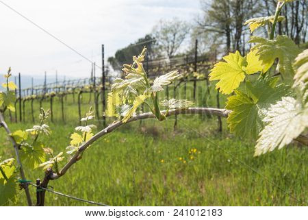 Sangiovese Crops And Arch Technique Around Perugia Hills