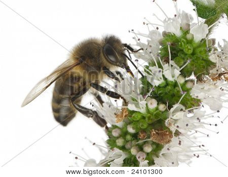 ผึ้งงานหญิง Anthophora plumipes ในโรงงานด้านหน้าพื้นหลังสีขาว