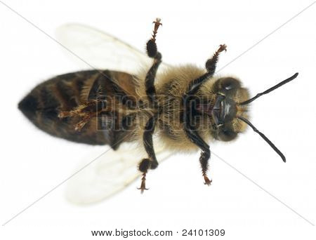 ผึ้งงานหญิง Anthophora plumipes หน้าพื้นหลังสีขาว