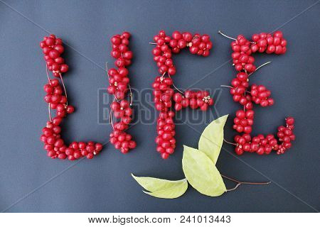Schisandra Chinensis. Word Life From Red Berries Of Schisandra As Sigh Of Lifestyle On Dark Blue Bac