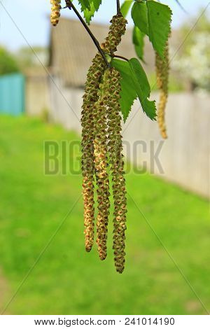 New Catkins Of Birch. Springtime. Spring Has Come. Delicate Catkins And New Spring Leaves Of Young B