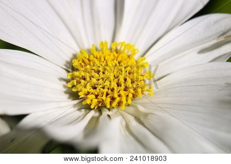 Yellow Anthers Encircled By White Flower Petals
