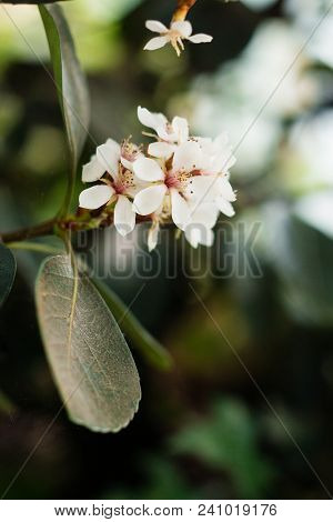 Whole-leaf Hawthorn's Flowers Blooming(rhaphiolepis Umbellata)