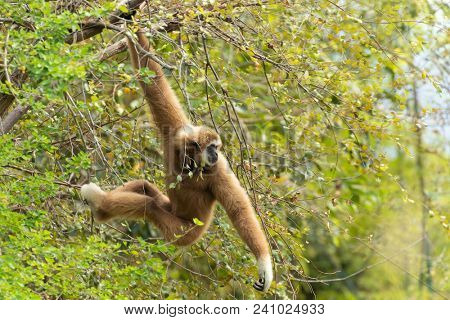 White wild handed gibbon Hylobates lar hanging on tree, Thailand