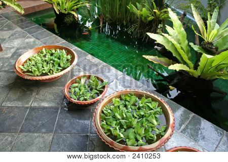 Tabella balinese