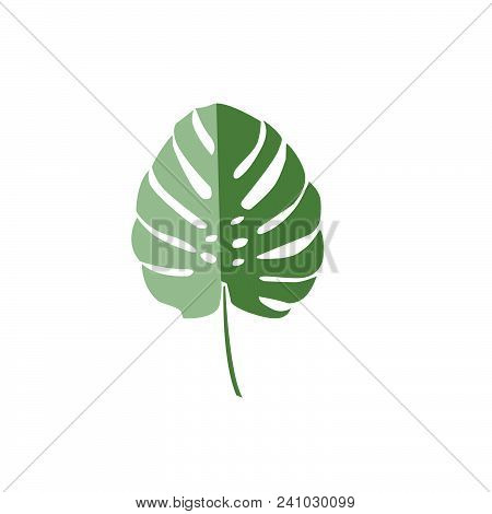 Vector Green Palm Leaf. Silhouette Of Exotic Plant. Botanical Element Isolated On White Background. 