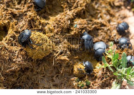 Close Up Group Of Scarabaeus Sacer Of Sacred Scarab In Dung