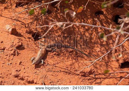 Lizard Stellagama Basking In The Sun On Red Stone, Arizona, Utah, Usa